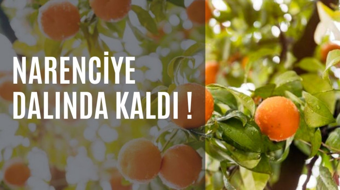 Narenciye Dalında Kaldı ! 1 Liraya Alan Yok...